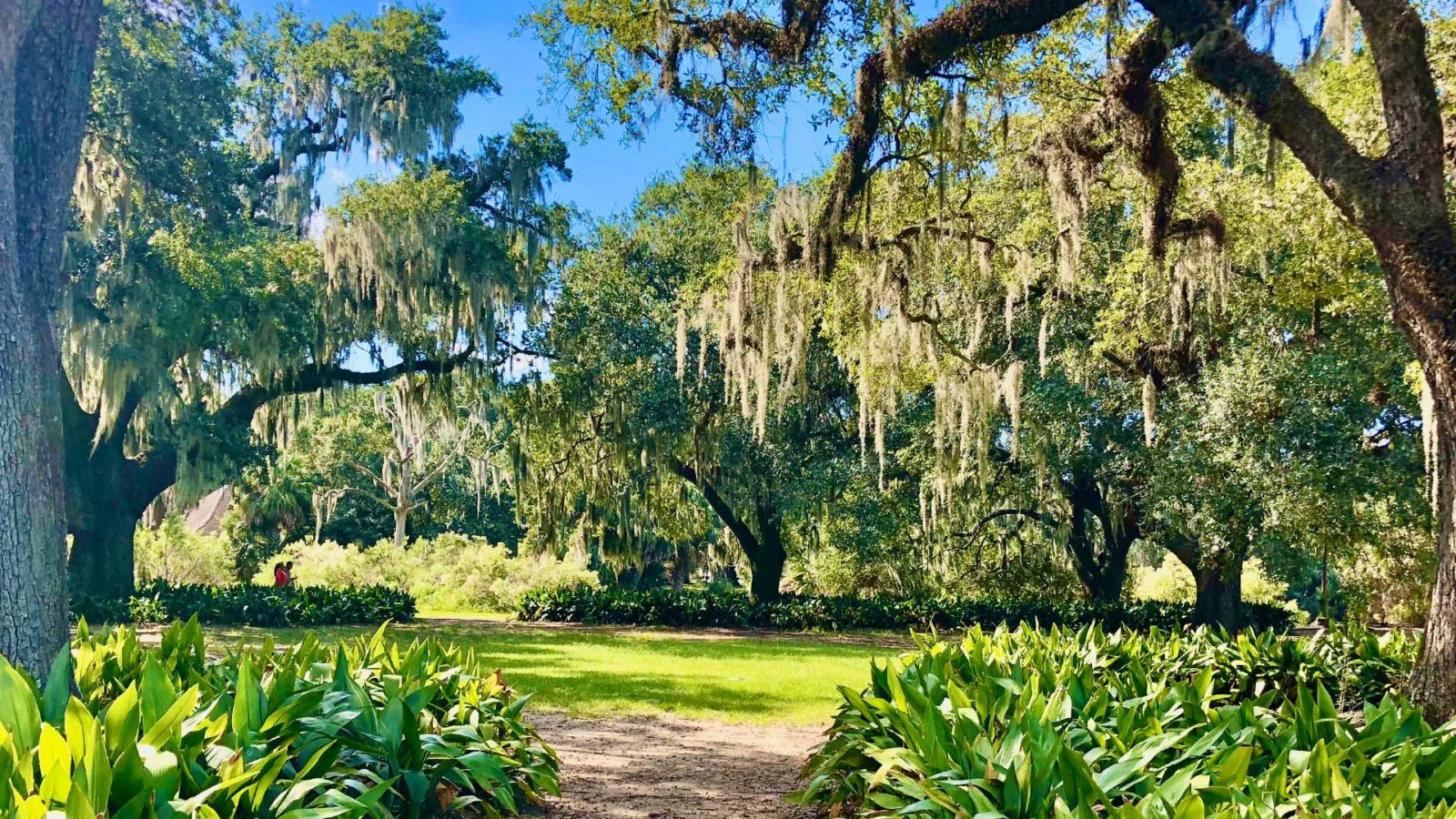 trees and path in City Park of New Orleans