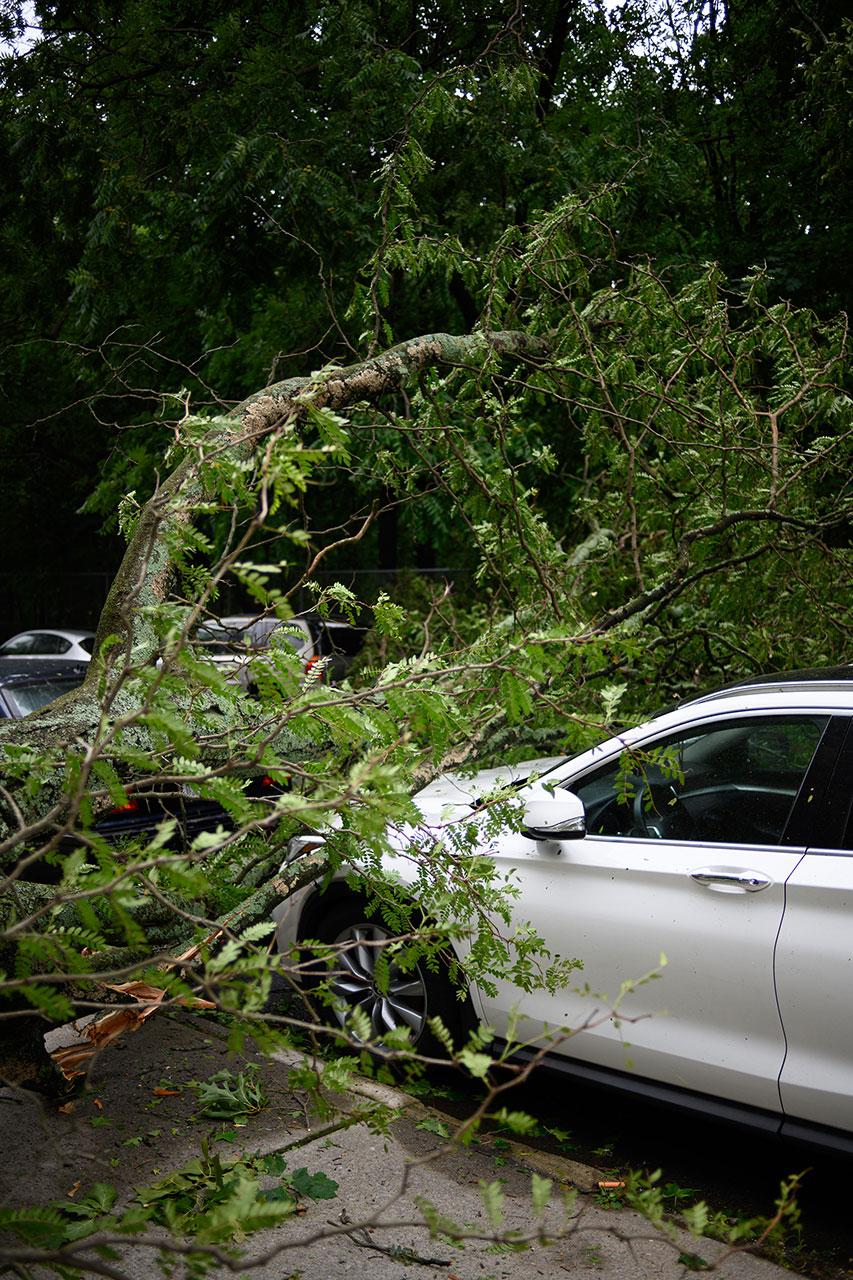 Car and fallen tree after hurricane
